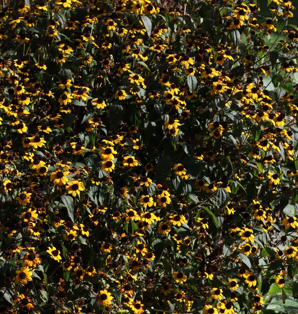 yellowandblack